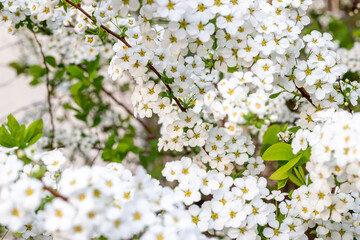 bridal wreath flower, spiraea, white flowers in spring