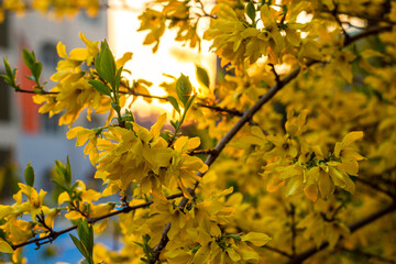 forsythia and sunset