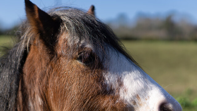 konik Arklow Irlandia