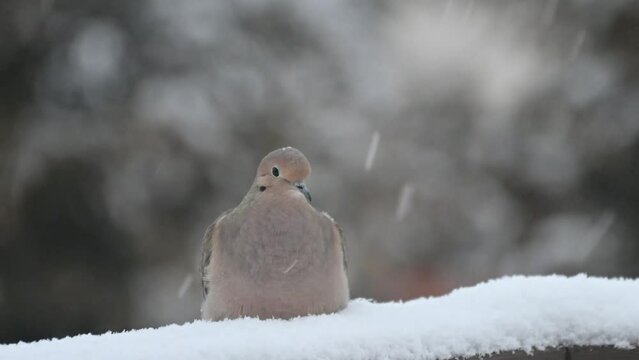 Mourning Dove in light snow sitting on a wood trail during morning time in March at Michigan. 