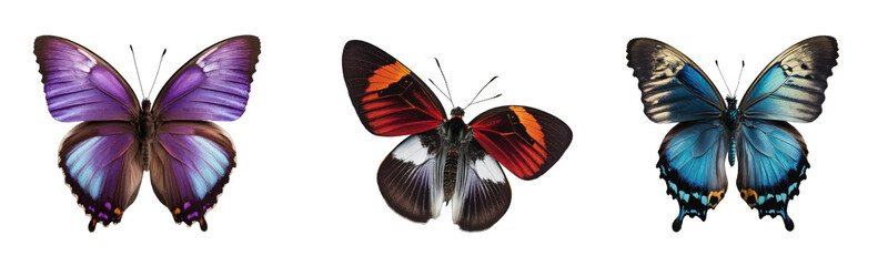 Butterfly collection transparent or white background 