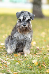 black and silver miniature schnauzer puppy walking outdoors