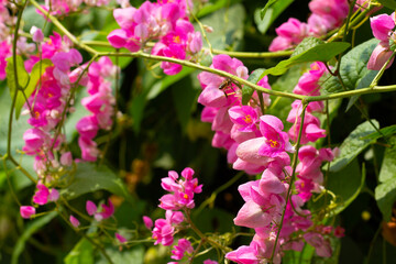 Mexican creeper, Chain of love flower, Coral vine.