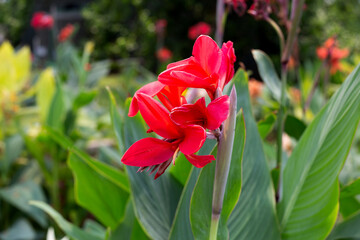 Beautiful canna flower with green leaves in the garden