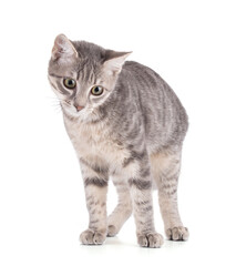 Obraz premium curious grey kitten