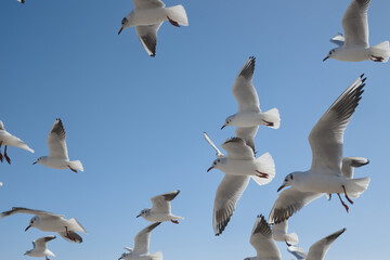White seagulls soaring in the air against the blue sky
