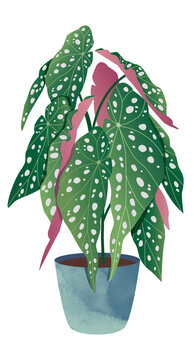 Forellenbegonie Zimmerpflanze Illustration