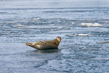Phoque gris sur une banquise au bord d'un glacier en Islande  © pj69