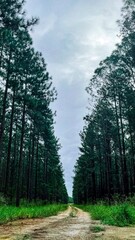 Obraz premium road in the forest