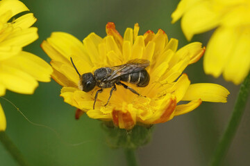 Closeup of a large-headed resin bee, Heriades truncorum on a yellow Inula flower in the garden