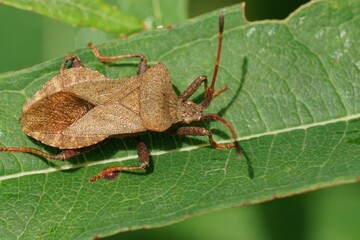 The brown Dock Bug, Coreus marginatus, is one of the more common Suashbugs in the garden