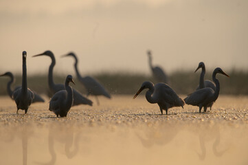 Flock of great egrets in wetland in sunrise 