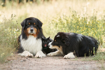 Dogs and a black cat lie on a log and communicate. Tricolor Australian Shepherd in nature. Happy pets