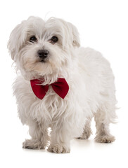 Adorable Maltese bichon with a red bow tie