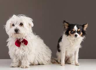 Adorable Maltese bichon with a red bow tie and chihuahua sitting