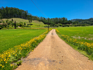 Gravel road with wildflowers crossing an irrigated rice paddy