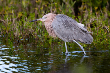 Reddish Egret