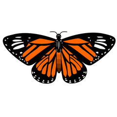 butterfly on white background