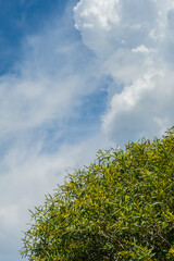 Blooming golden acacia flower, acacia piknantha, mimosa, against the background of the sky and clouds on Aegean coast. Spring time for vacation or travel, idea for postcard background