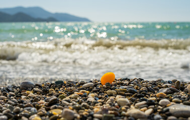 Surf on a pebble beach, kumquat carried by a wave to the beach, selective focus on the sea on a bright sunny day, vacation time or background idea