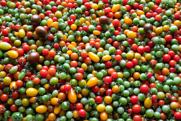 Fototapeta na wymiar Tomato background, close-up. A lots of red and yellow and green tomatoes for publication, design, poster, calendar, post, screensaver, wallpaper, postcard, banner, cover, website. High quality photo