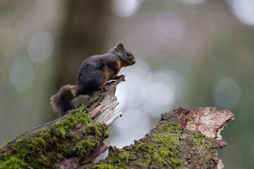 Douglas squirrel on a tree stump in Wildwood Park in Puyallup, Washington.