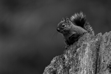 Douglas squirrel on a tree stump in Wildwood Park in Puyallup, Washington.