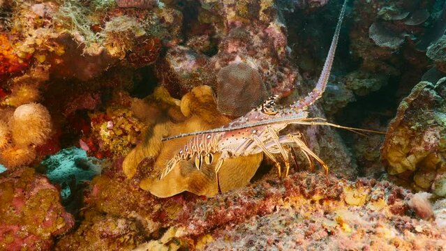 Seascape with Spiny Lobster in the coral reef of the Caribbean Sea