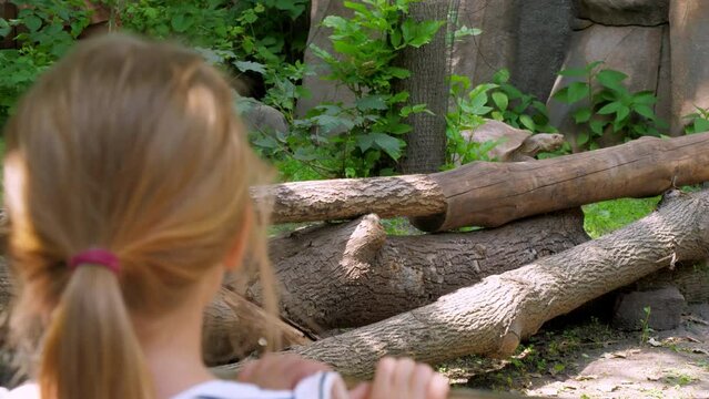 Joyful junior schoolgirl visits zoo on sunny summer day. Kid stands holding onto fence with hands and looks at giant Asian turtle closeup