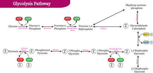 Glycolysis is the metabolic pathway that converts glucose (C6H12O6) into pyruvate