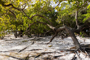 Cashew tree (Anacardium occidentale) on sandy soil under sunny skies in Rio Grande do Norte, Brazi