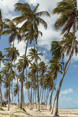 Green palm trees on a tropical beach with white sand and blue sky on a sunny day in northeastern Brazil - Zumbi Beach - Rio do Fogo - Rio Grande do Norte - RN