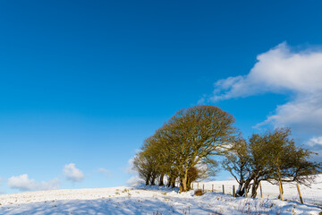 Snowy fields, tree grove and fence under beautiful sky in Ireland