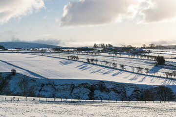 Fototapeta na wymiar A line of trees cast shadows across a snow-covered field in Ireland