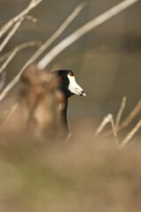 American coot. Fulica americana