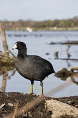American coot. Fulica americana