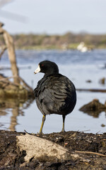 American coot. Fulica americana