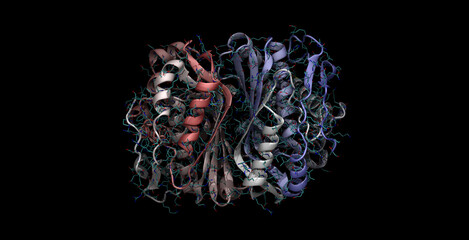 Human thymidylate synthase, anticancer drug target, 3D molecule in 4K