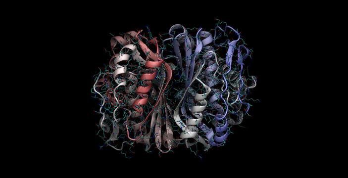 Human thymidylate synthase, anticancer drug target, 3D molecule in 4K