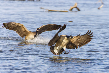 Canadian goose. Branta canadensis