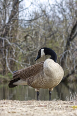 Canadian goose. Branta canadensis