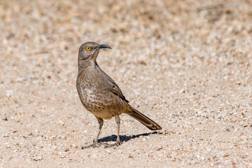 Curved-billed Thrasher