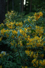 Rhododendron in the garden of Helsinki, pink and green, plants and flowers 