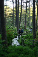 Rhododendron in the garden of Helsinki, pink and green, plants and flowers 