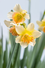 daffodils closeup in spring