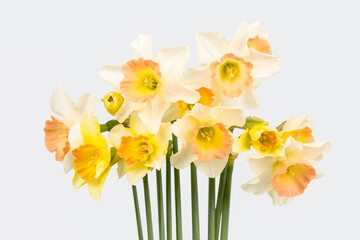 close-up of the blooming daffodils