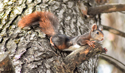 La ardilla atrevida.