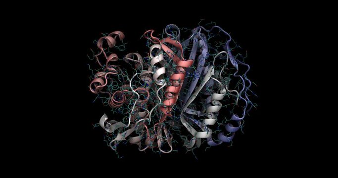 Human thymidylate synthase, anticancer drug target, with dUMP and Raltitrexed drug, 3D molecule spinning, 4K