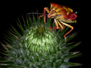 close up of bug