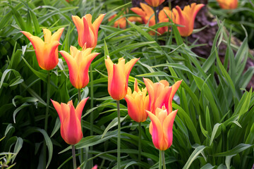 Orange and yellow tulips Ballerina, closeup